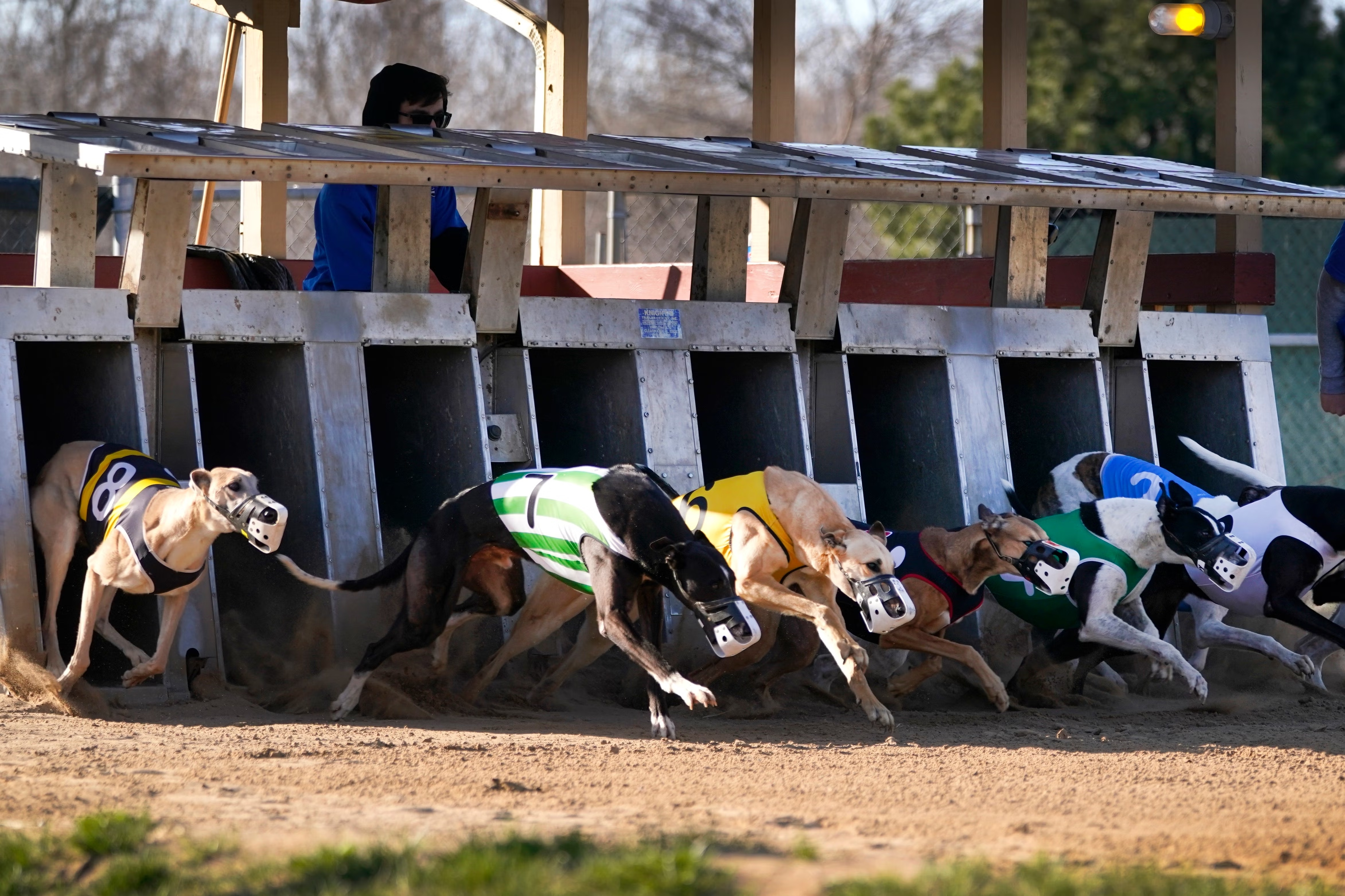 New Zealand to Ban Greyhound Racing by 2025